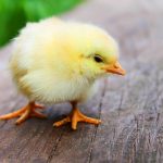 Menghasilkan DOC Ayam Kampung Berkualitas dengan Tips Berikut!