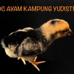 Jual DOC Ayam Kampung Yudhistira (AKY) Mutu Berkualitas