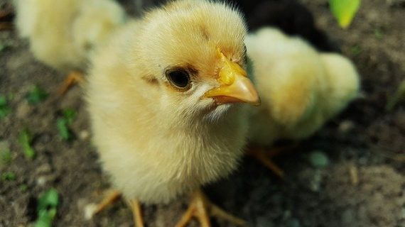 Informasi Terbaru Harga DOC Ayam Kampung Super di Seluruh Indonesia