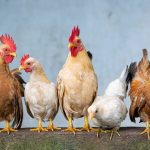 Mengenal Ayam Kampung Yudistira, Strain Ayam Baru Hasil Persilangan