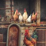 Analisa Peluang Bisnis Ayam Kampung, Menjanjikan Keuntungan Berlipat!